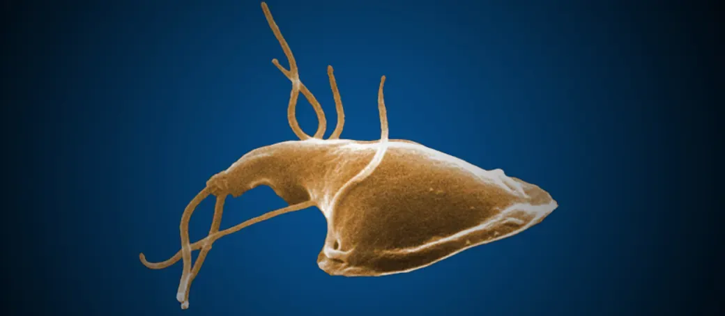 This is an image of a parasite called Giardia that prey on dogs' intestines. Symptoms of infection can be found in dog poop and spotted by a dog waste removal company like Big Business Scoopers. We will bag a fecal sample for dog owners …