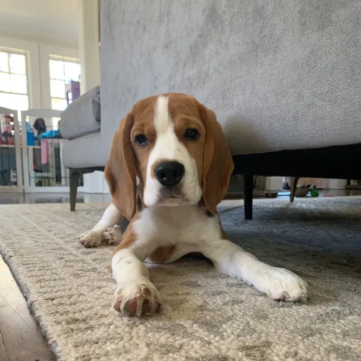Augie, one of Big Business Scoopers' clients