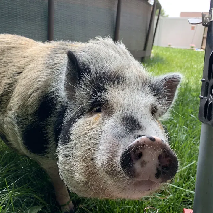 Rocco the pig, one of Big Business Scoopers' clients