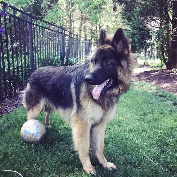 One of Big Business Scoopers' four-legged clients