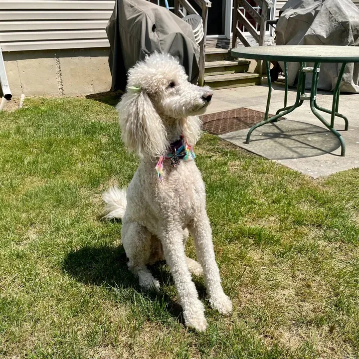 Lyra, one of Big Business Scoopers' clients