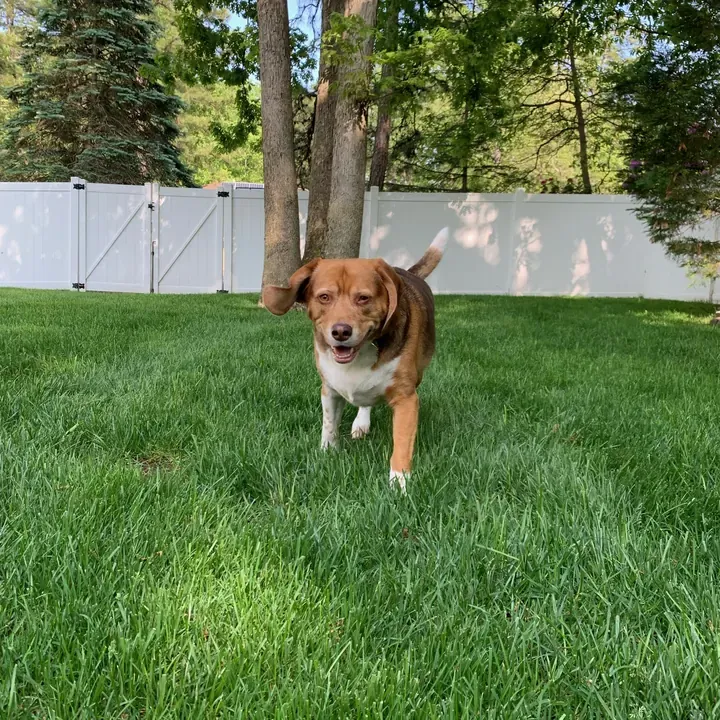 Shiloh, one of Big Business Scoopers' clients