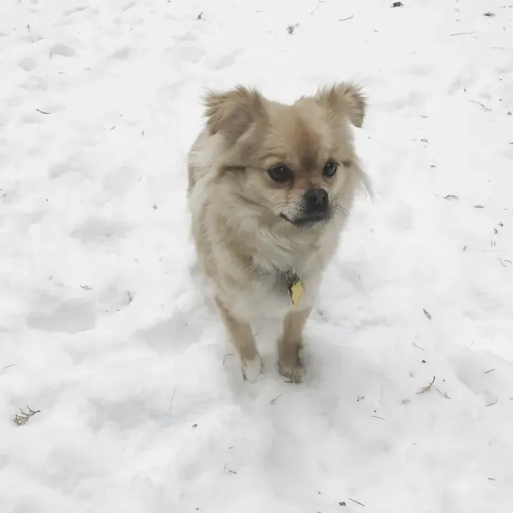 Bobo, one of Big Business Scoopers' clients