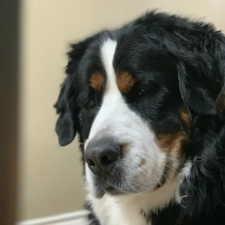 Brody, one of Big Business Scoopers' clients