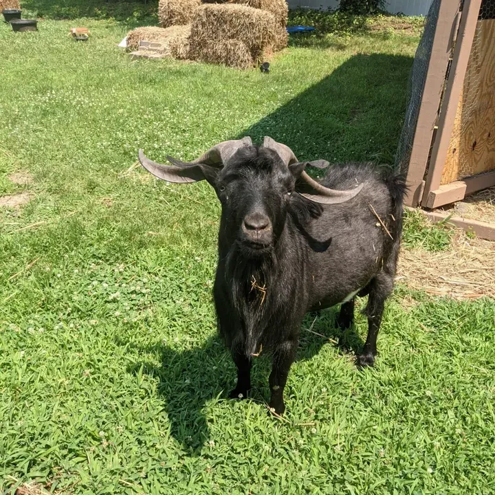 Marley the goat, one of Big Business Scoopers' clients
