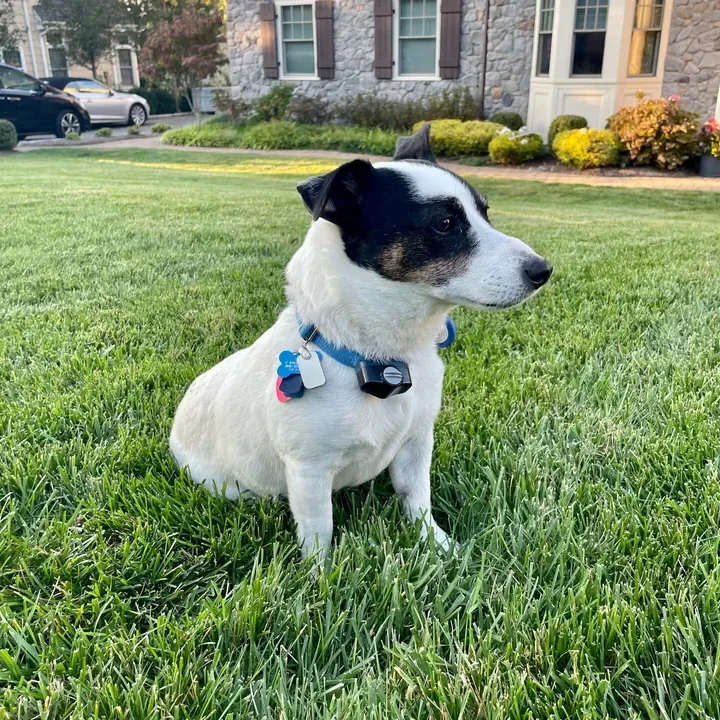 Chili, one of Big Business Scoopers' clients