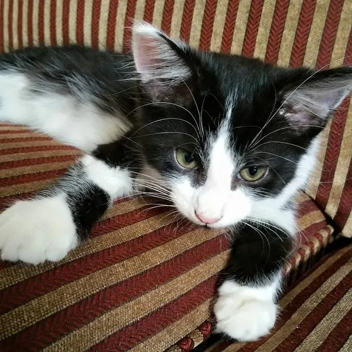 Bodie the kitten, one of Big Business Scoopers' clients