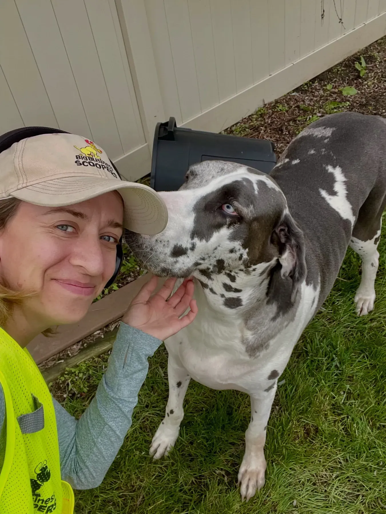 A scooper in a safety vest saying hello to a Great Dane during a weekly visit