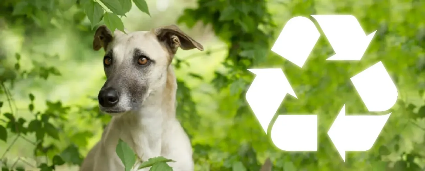 POOlution: The Environmental Problem of Dog Waste