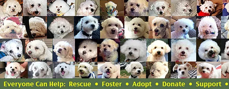Bichon Frise Rescue of Northern NJ helps Bichons find foster families, adoptions, donations and more.