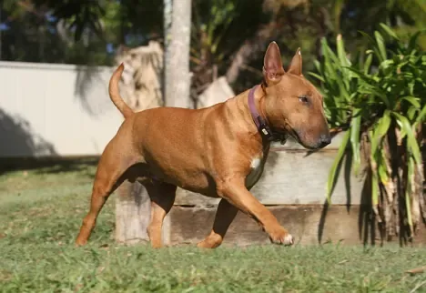 Is Your Backyard Safe For Your Dog?