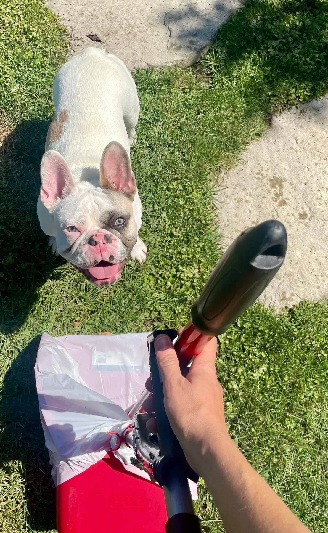 A French bulldog looking up at the scooper's pooper scooper and waste bag