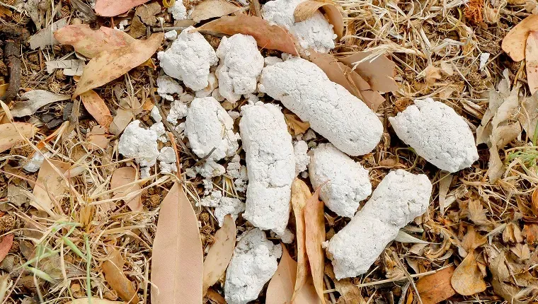 What Causes White Dog Poop?