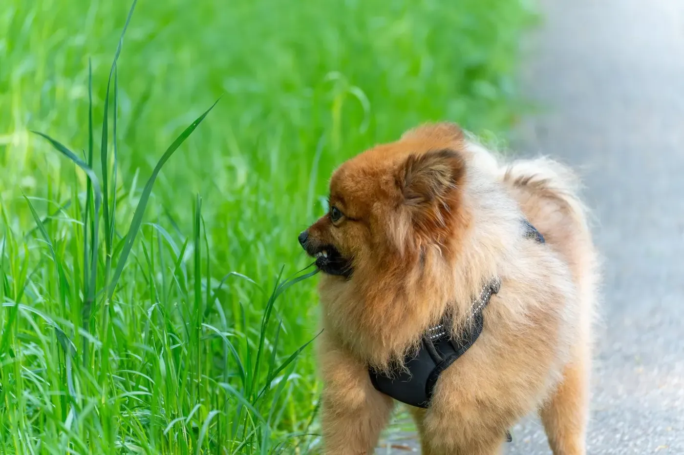 Why Is My Dog’s Poop Green? What Green Dog Poop Can Mean
