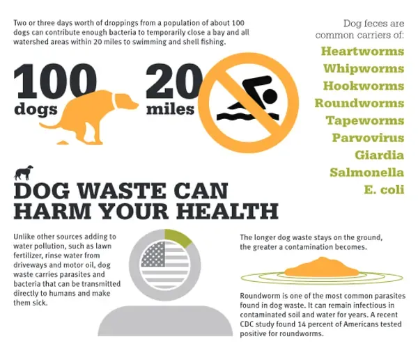 Why Pick Up Dog Poop? It is a Toxic Pollutant
